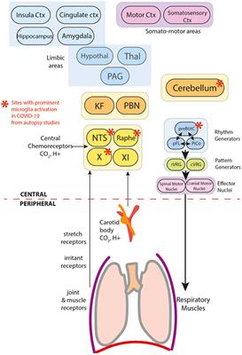 Editorial: An update on neurological disorders post COVID-19 infection